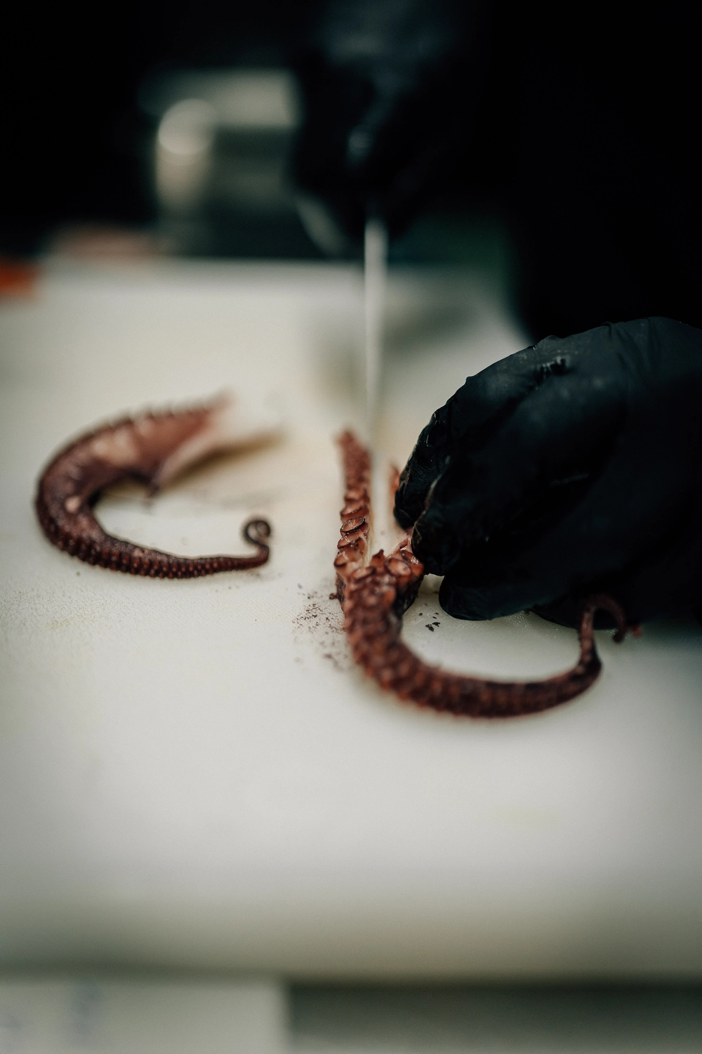 Sinn Kitchen – Restaurant – Ein Koch bereitet Oktopus-Tentakel auf einem weißen Schneidebrett zum Kochen vor.